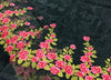 130cm Width x 90cm Length Rose Floral Embroidery Organza Lace Tulle Lace Fabric
